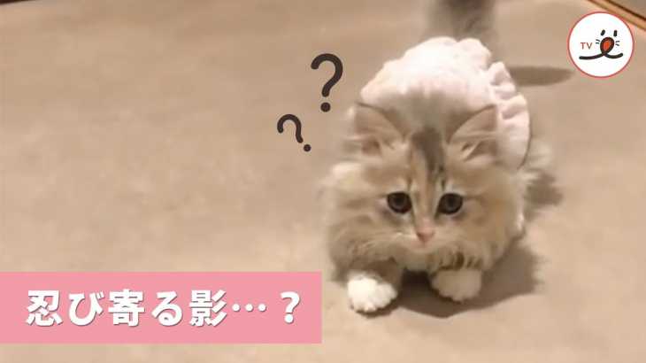 子猫に忍び寄る影…👤 自分の影との終わらない戦いが始まるッ…【PECO TV】