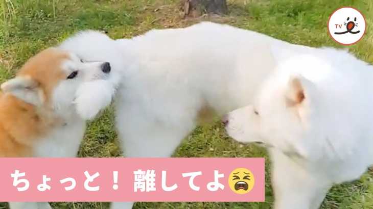 離してよ〜！🐶💢 フワフワのシッポをパクッとされちゃうワンちゃん😳💦 【PECO TV】