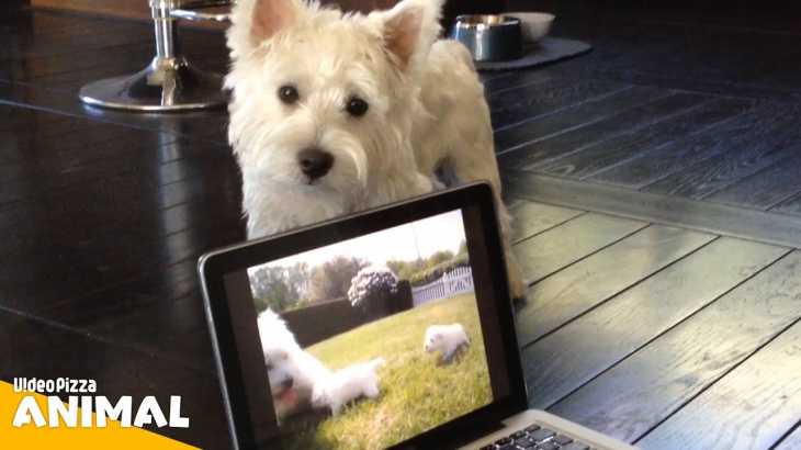テレビに映る犬を本物と勘違いする動物達【Video Pizza】