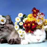 のせ猫 x 菊の花てんこもり 181111