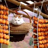 かご猫 x 干し柿2018　Dried persimmon and cat 181124
