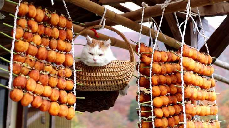 かご猫 x 干し柿2018　Dried persimmon and cat 181124