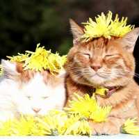 のせ猫 x 食用菊　Chrysanthemum flowers and cat 181110