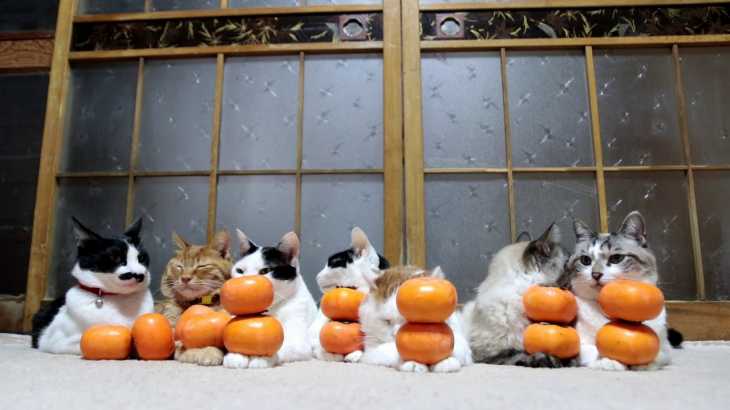14個の甘柿乗せた７匹の猫