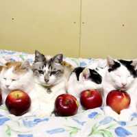 紅玉りんごを乗せた6匹の猫 181213