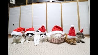 7匹のサンタ猫 Santa Claus CAT 2018