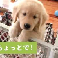 ヨジヨジと登る可愛い子犬ちゃん💕 飼い主さんのところに行きたくて頑張ったけど… 【PECO TV】