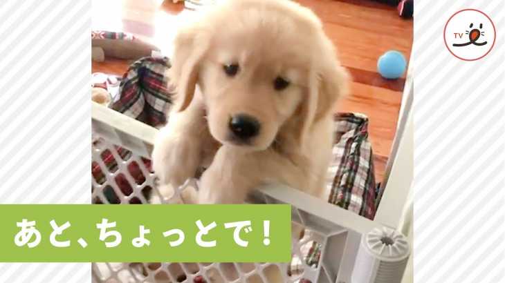 ヨジヨジと登る可愛い子犬ちゃん💕 飼い主さんのところに行きたくて頑張ったけど… 【PECO TV】