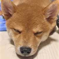 スヤスヤからの…❤️ 突然目覚めた柴犬くん、寝起きの表情がとても可愛かった〜☺️✨ 【PECO TV】