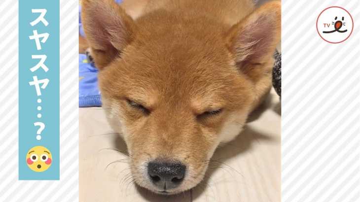 スヤスヤからの…❤️ 突然目覚めた柴犬くん、寝起きの表情がとても可愛かった〜☺️✨ 【PECO TV】