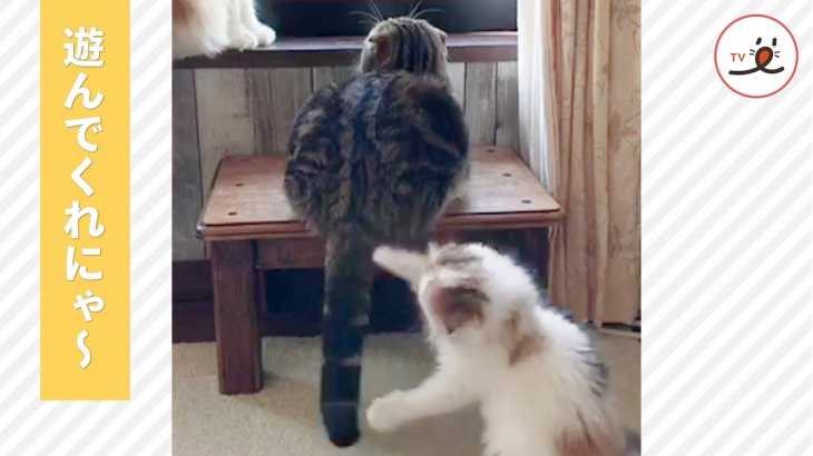 先輩猫のしっぽにじゃれつく子猫ちゃん🐈💕 遊んでもらえると思いきや…【PECO TV】