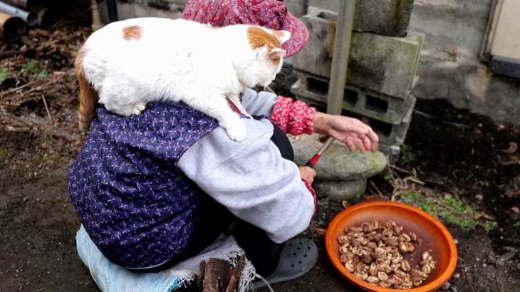 しろとくるみ餅ができるまで Peeling Fresh Walnuts