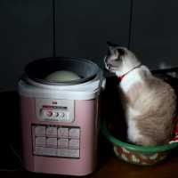 餅つき機を見守る猫　The cat which watches a rice-cake making machine