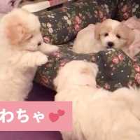 3匹で仲良く使おうね😚 かわいい子犬たちのベッドをめぐる戦い💥 【PECO TV】