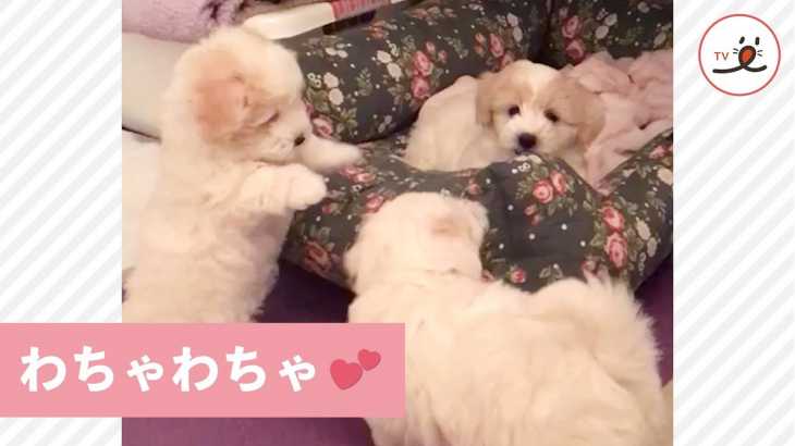 3匹で仲良く使おうね😚 かわいい子犬たちのベッドをめぐる戦い💥 【PECO TV】