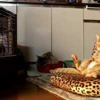 反射式ストーブの前でおすわり茶トラ Cat to warm by a heater 190126