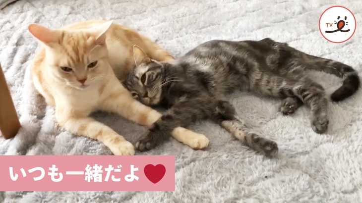 ピッタリ寄り添う、兄弟猫さんの暖かい絆💕【PECO TV】