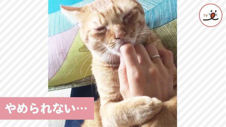 指離れは絶対にしない猫さん…🤣【PECO TV】