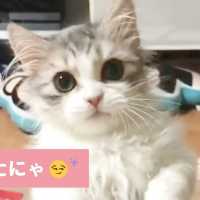 秘技、見せるにゃ✨ 連続ネコパンチを繰り出す子猫が可愛い😻 【PECO TV】