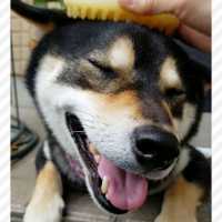 ブラッシングでニッコニコの柴犬さん❣️ ハジける笑顔が眩しすぎ🌞✨【PECO TV】