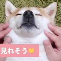 ママの極上マッサージにウットリ😚 柴犬さんの表情が可愛すぎる💕 【PECO TV】