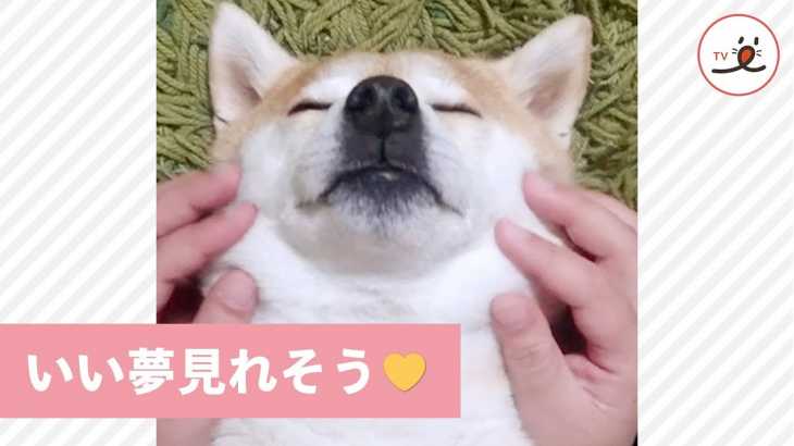 ママの極上マッサージにウットリ😚 柴犬さんの表情が可愛すぎる💕 【PECO TV】