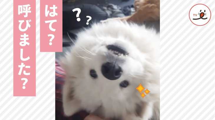 なんで笑ってるワン🐶？ 呼ばれて振り返るサモエドさんがなんだかオモシロ可愛くて…😂❤️【PECO TV】