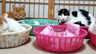 かご猫ライブ　190209