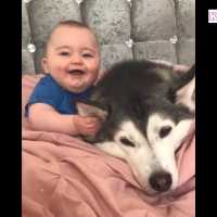 #3【犬と赤ちゃん】絶妙な関係! 仲良しすぎ！ 何をされても怒らない・かわいい犬と赤ちゃん