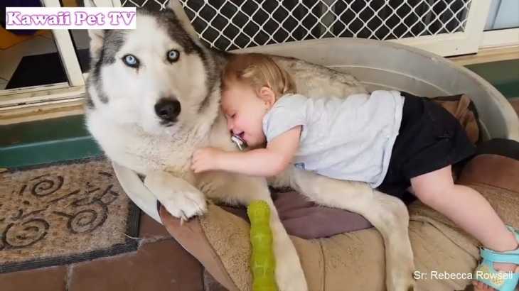 #4【犬と赤ちゃん】絶妙な関係! 仲良しすぎ！ 何をされても怒らない・かわいい犬と赤ちゃん