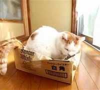 白角　Box and cat　190223