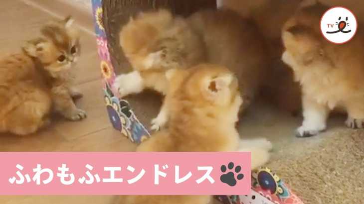 ふわもふニャンコ４匹がワチャワチャじゃれ合い遊び😻🐾【PECO TV】