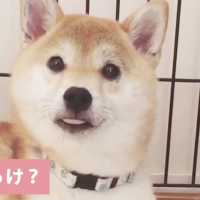 大事なことが思い出せない、柴犬さんが出した答えとは…🙃🙃【PECO TV】