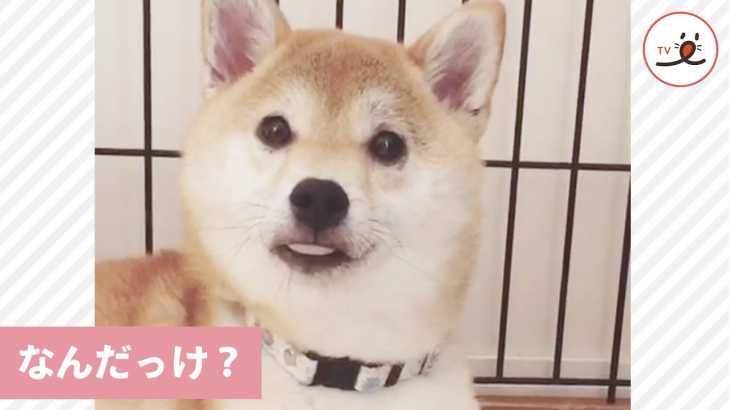 大事なことが思い出せない、柴犬さんが出した答えとは…🙃🙃【PECO TV】