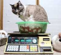 かご猫 x 猫の体重測定 2019年2月 Weight of cat
