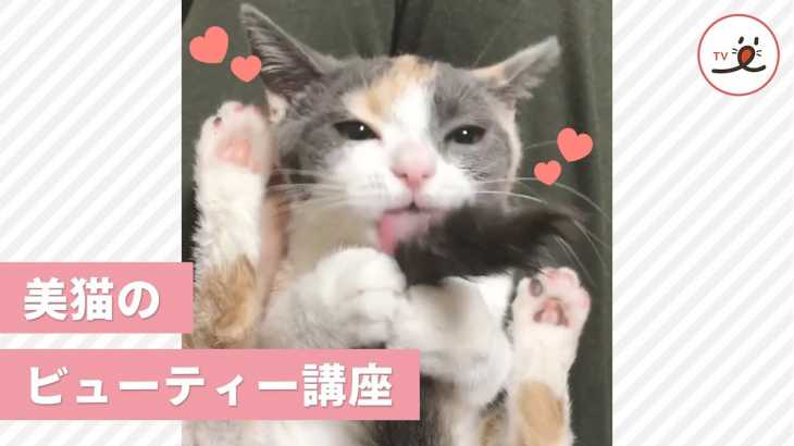 美猫は1日にしてニャらず✨ 美への追求が止まらないニャンコ💖【PECO TV】