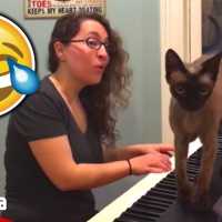 【吹いたら負け】6秒で笑える猫のおもしろ動画