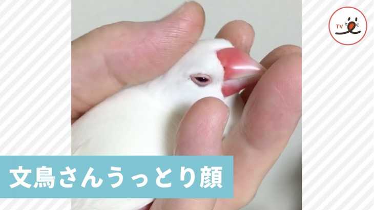 文鳥さん、うっとり顔❣️ 飼い主さんに身を委ねてナデナデ満喫中😍 【PECO TV】