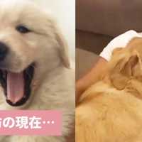 体は大きくても、心はずっと子犬なゴールデンレトリバー😍😘【PECO TV】