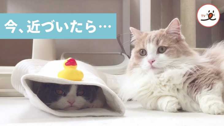 お休み中のお姉ちゃん猫に今、近づかないほうが…😲 💦【PECO TV】