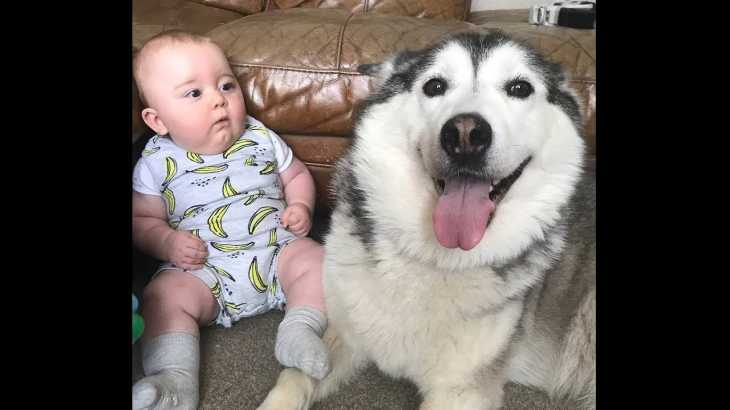 「かわいい犬」初めて赤ちゃんに会った犬の反応が超おもしろい・めっちゃ嬉しいそう