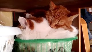 かごでお昼寝している猫ライブ
