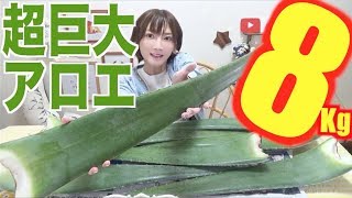 【大食い】超巨大アロエ8キロに挑戦！！！想像以上のヌルヌルに大苦戦【木下ゆうか】