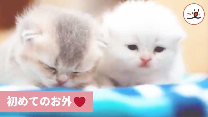 子猫ちゃんがお外を知る😻 でもなんだか…😴❤️ 【PECO TV】