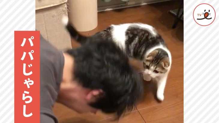 パパに遊んでもらってます🐈❣️ 筋トレを遊びだと思っている猫さんの行動が…😍【PECO TV】