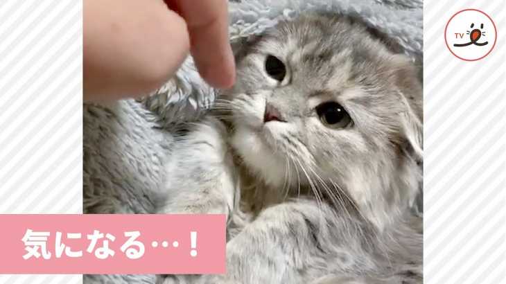 コレはおやつ？それともオモチャ？ 指が気になって仕方ない可愛い子猫🐱💕 【PECO TV】