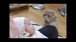 「かわいい猫」何これ動いているぞ!!!初めて人間の赤ちゃんに会った猫の反応が超面白い