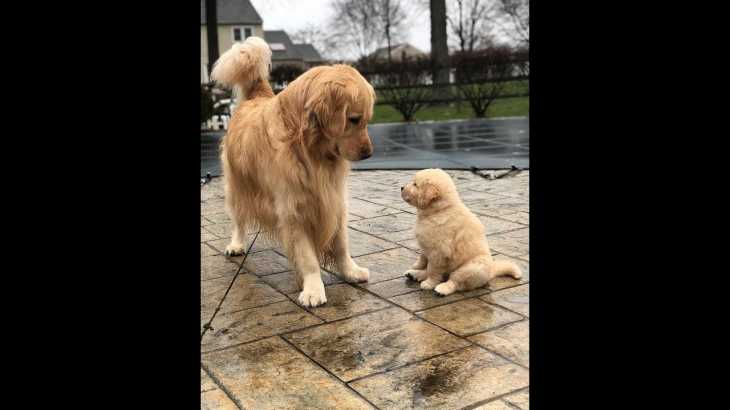 「かわいい犬」初めて子犬にあった犬の反応が超おもしろい・めっちゃ嬉しそう