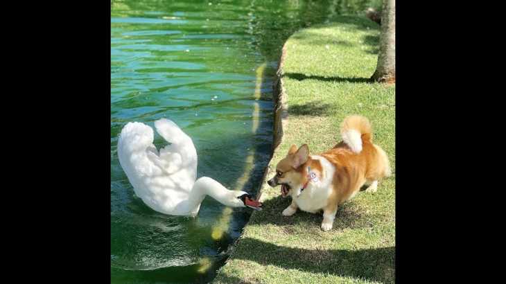 「6秒で笑える」最高におもしろい犬, 猫のハプニング, 失敗動画集・かわいい犬, かわいい猫 #2