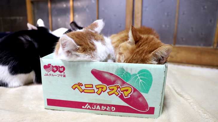 ベニアズマ Box and cat 190514